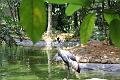 090410IMG_sk_0758birdparadise (22)